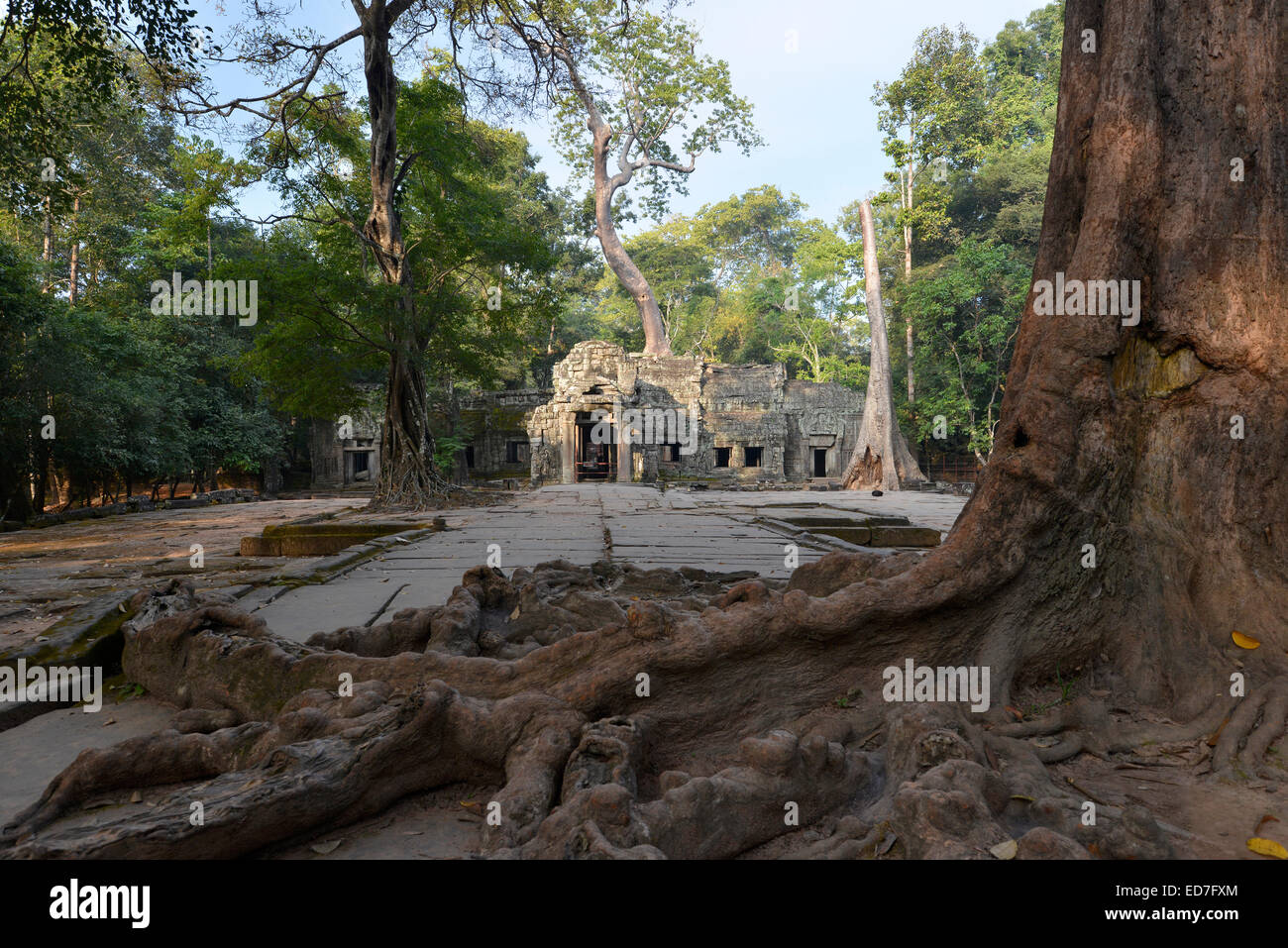 Ta Prohm Tempel-Komplex mit den Wurzeln einer Würgefeige oder weißen Feigen (Ficus Virens), Angkor Region, Siem Reap, Kambodscha Stockfoto