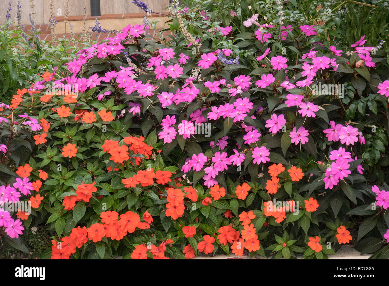 Bunte Blumen Monte Carlo Monaco Stockfoto