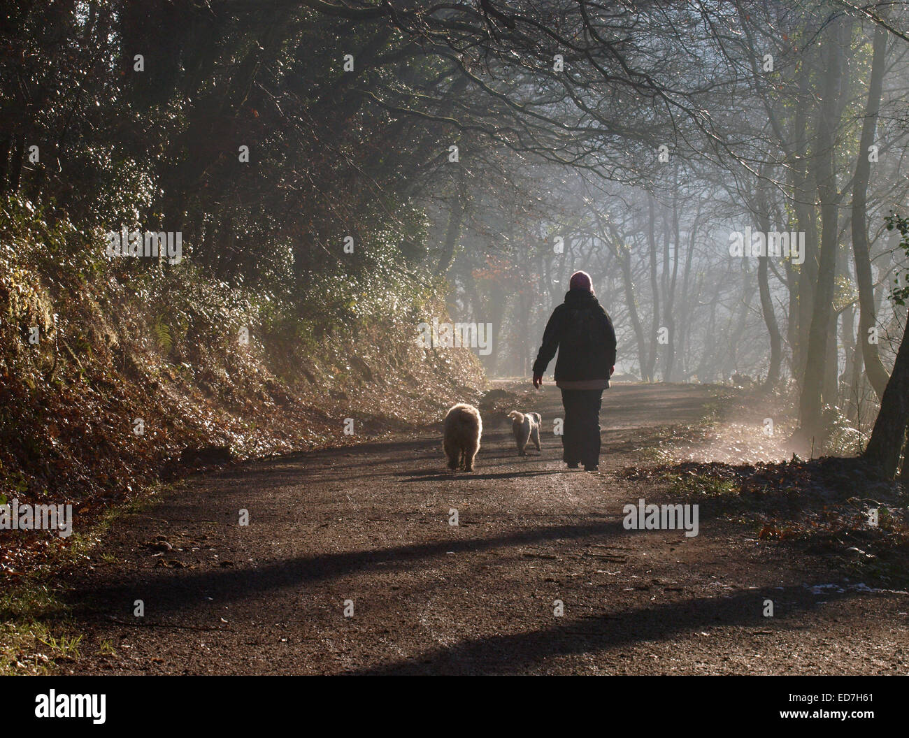 Frau zu Fuß Hunde auf die Camel Trail an einem kalten nebligen winterlichen Tag, Wadebridge, Cornwall, UK Stockfoto