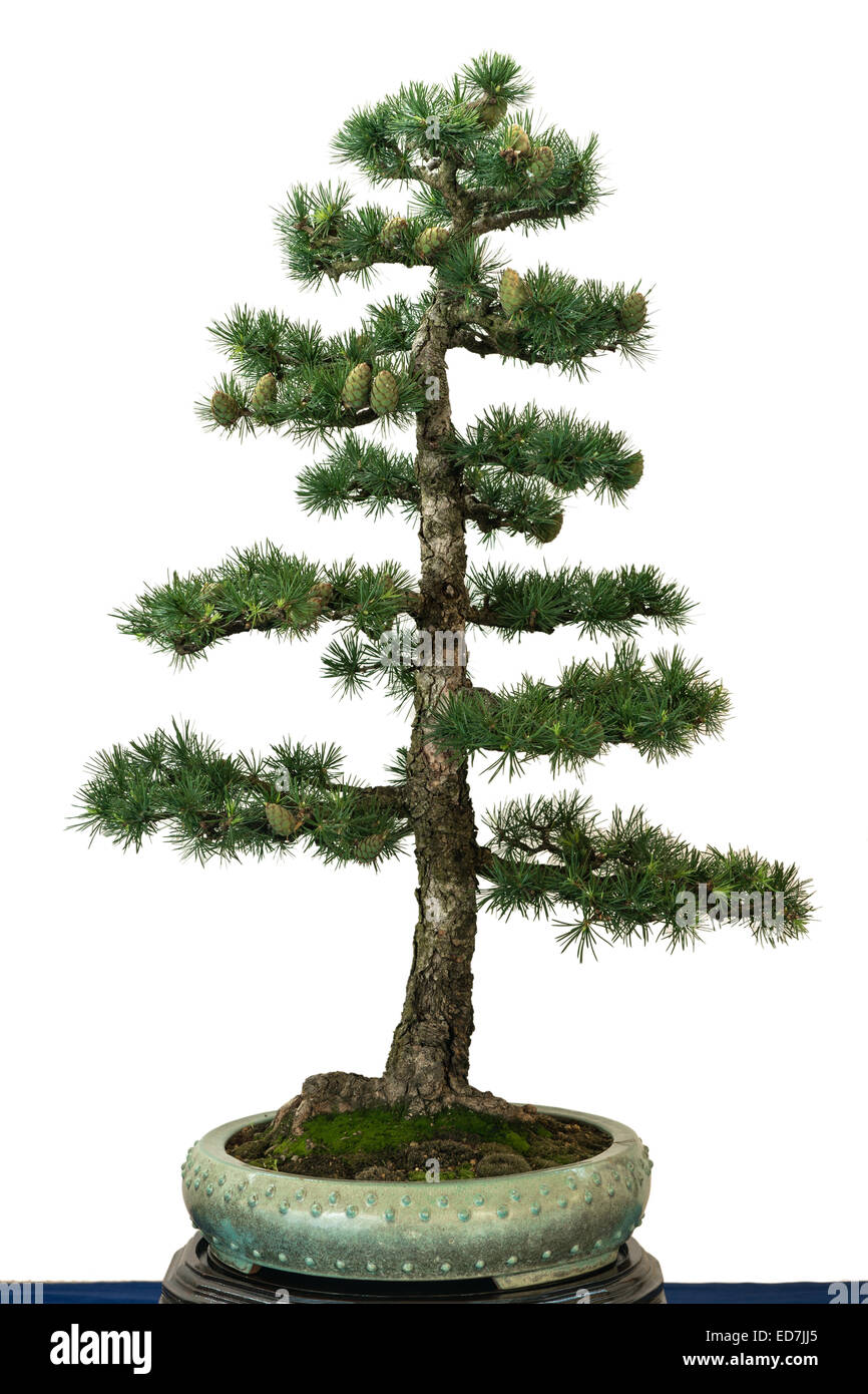 Europäische Lärche (Larix Decidua) als Bonsai-Baum Stockfoto