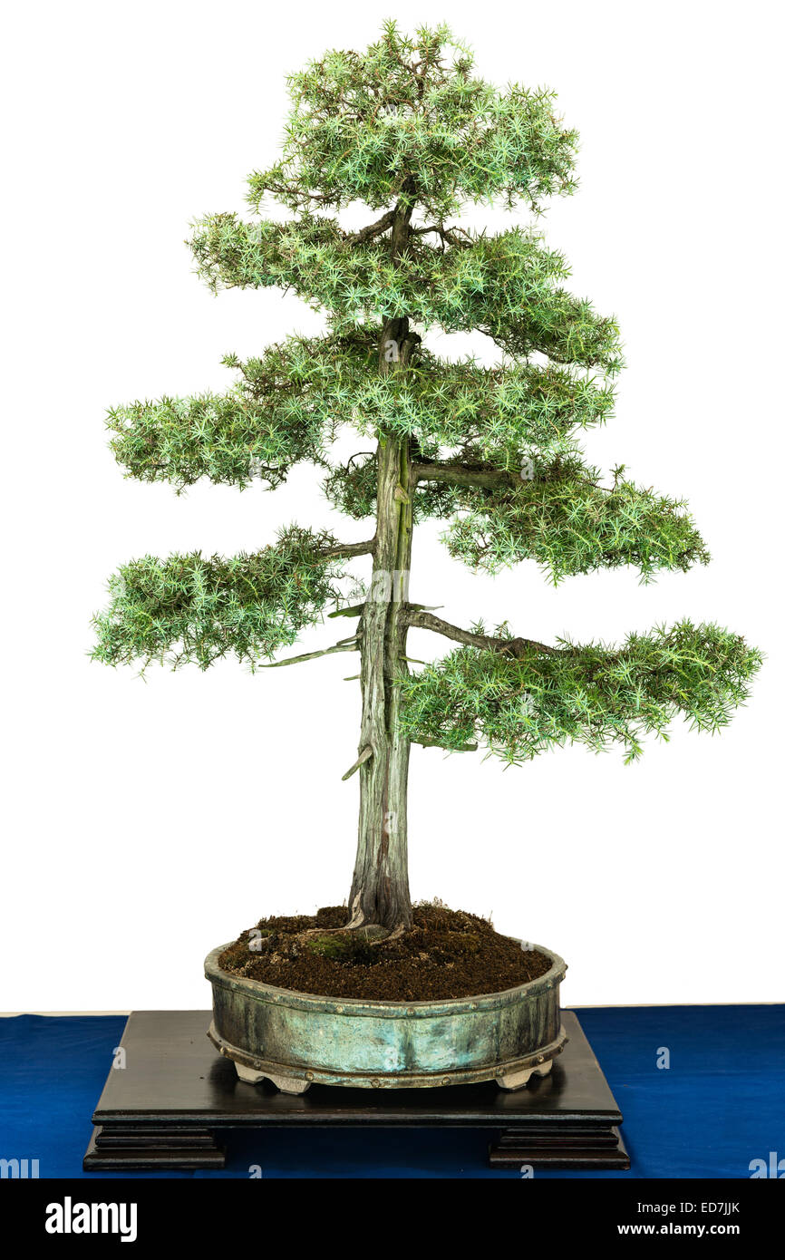 Grne Gemeine Wacholder (Juniperus Communis) als Bonsai-Baum  Stockfotografie - Alamy