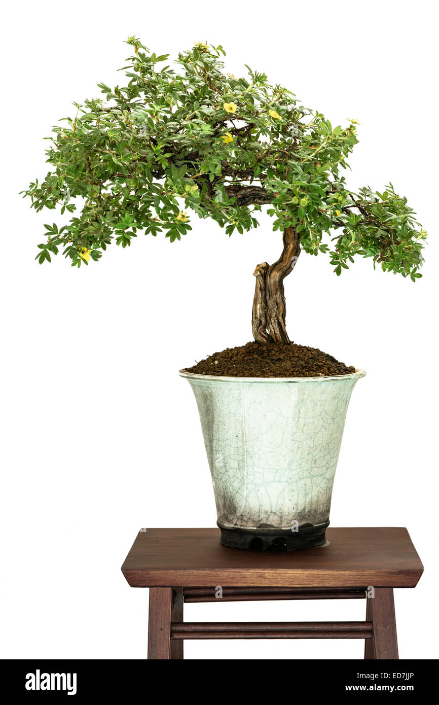 Strauchige Fingerkraut (Potentilla Fruticosa) Blte als Bonsai-Baum  Stockfotografie - Alamy