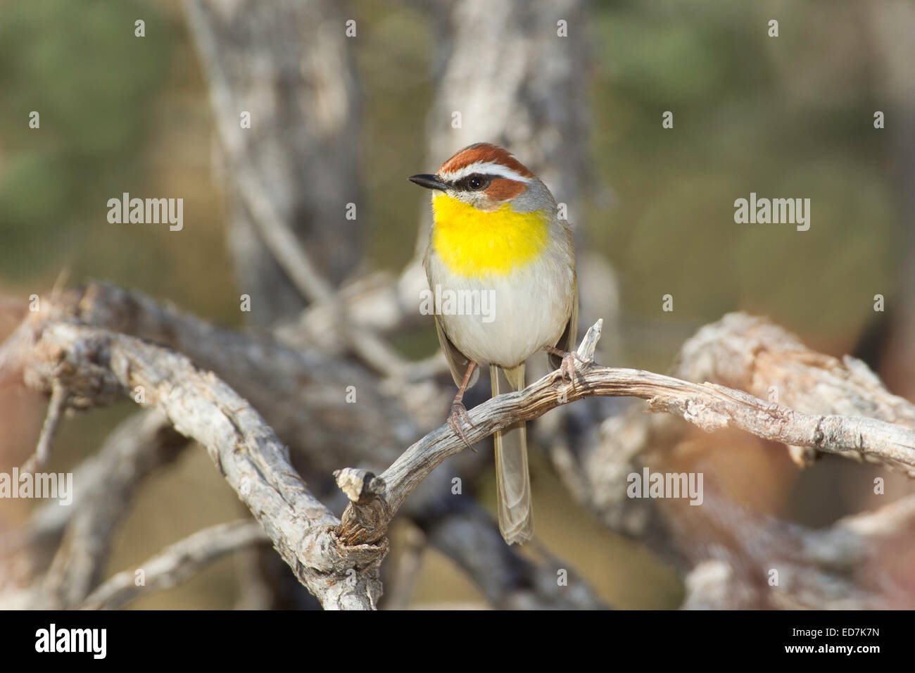 Rufous-capped Warbler Basileuterus Rufifrons Santa Rita Mountains, Pima County, Arizona, USA 30 Dezember Erwachsene Stockfoto