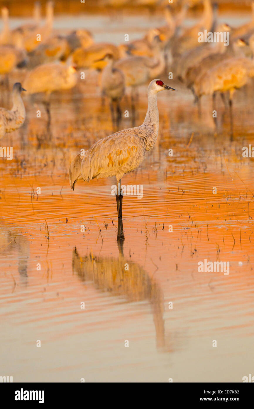 Sandhill Kran Grus Canadensis Tabida Bosque del Apache National Wildlife Refuge, New Mexico, USA 16 Dezember Stockfoto