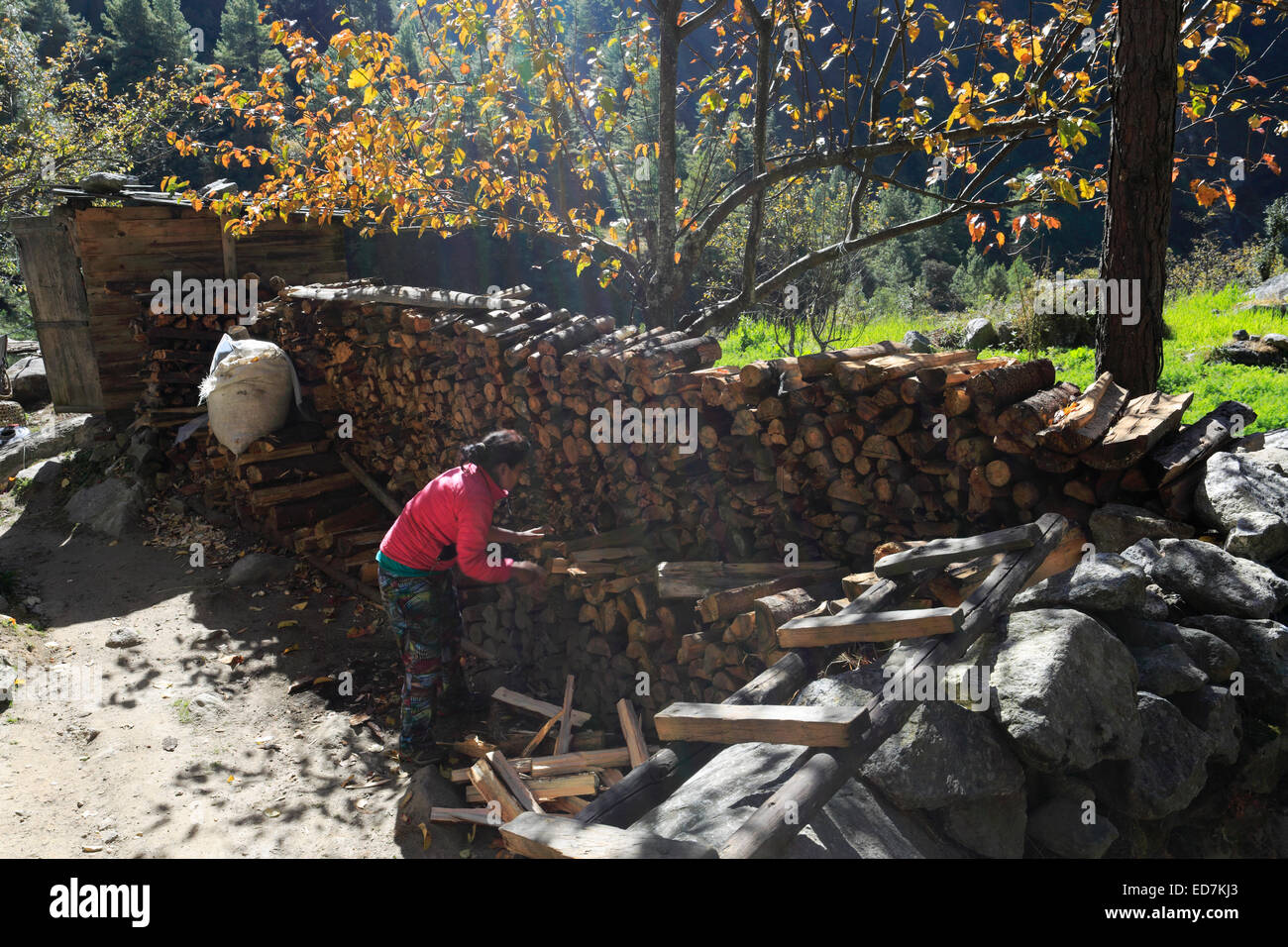 Holzstapel für brennen, Bengkar Dorf am Everest base camp Trek, Solukhumbu Bezirk, Khumbu-Region, Ost-Nepal, Asien. Stockfoto