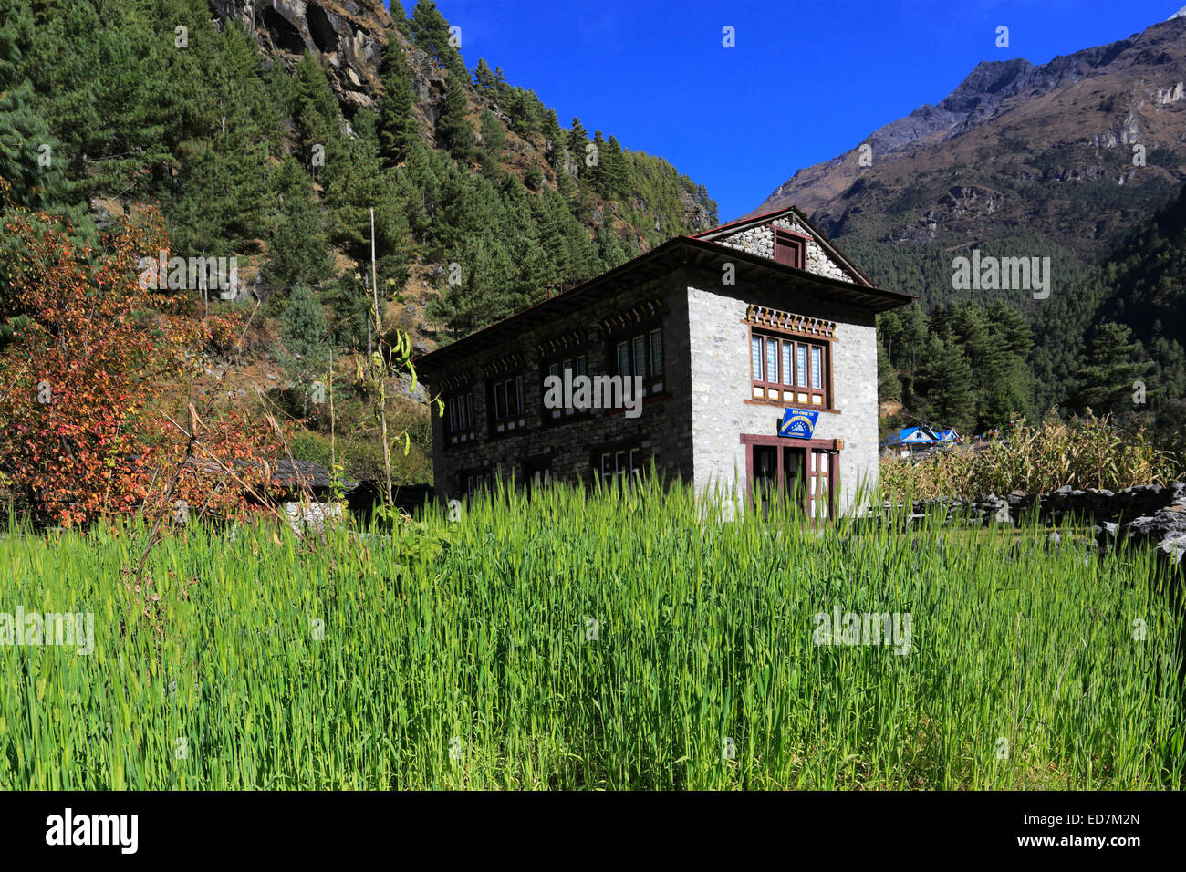 Nutzpflanzen wachsen in Bengkar Dorf, Bezirk Sagarmatha Nationalpark, Solukhumbu, Khumbu-Region Ost-Nepal, Asien Stockfoto