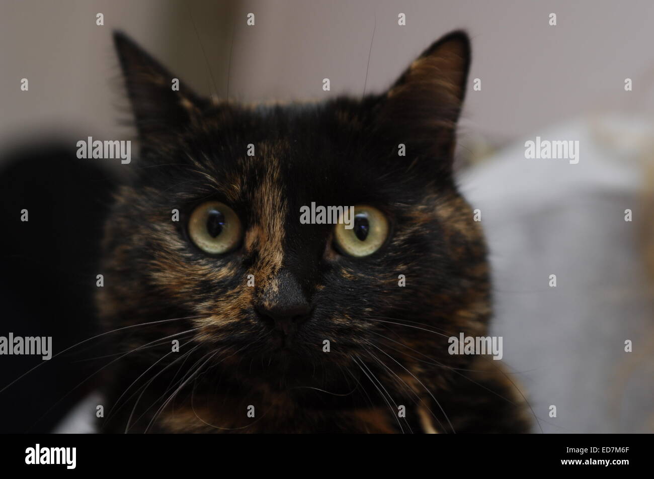 Katze, Katze, Porträt, schwarz, Tiere, Haustiere, ein Stockfoto