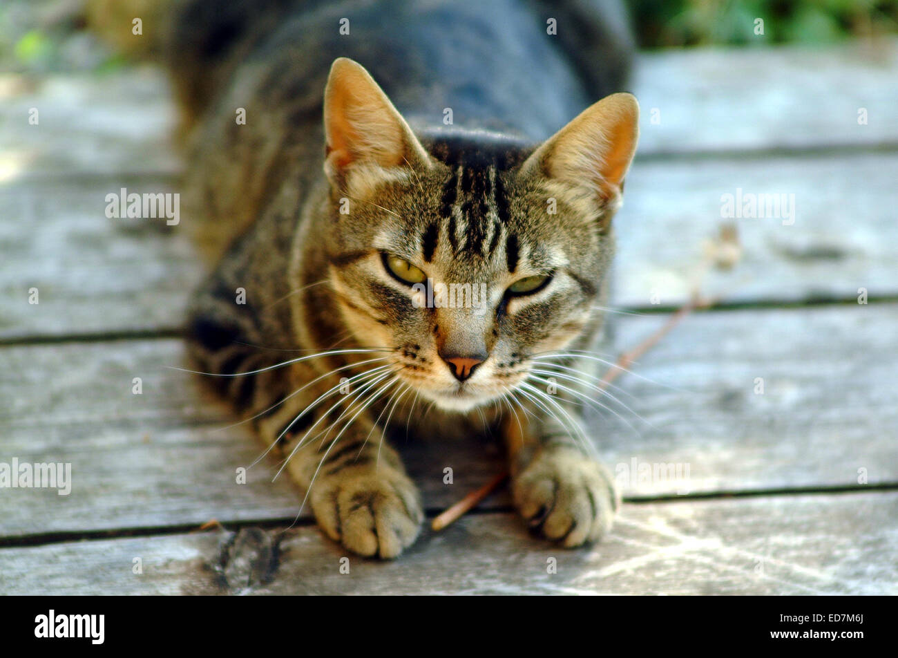 Katze, Katze, Porträt, schwarz, Tiere, Haustiere, ein Stockfoto