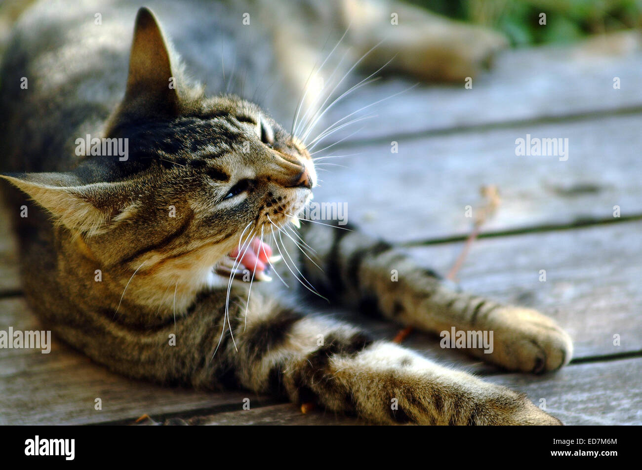 Katze, Katze, Porträt, schwarz, Tiere, Haustiere, ein Stockfoto