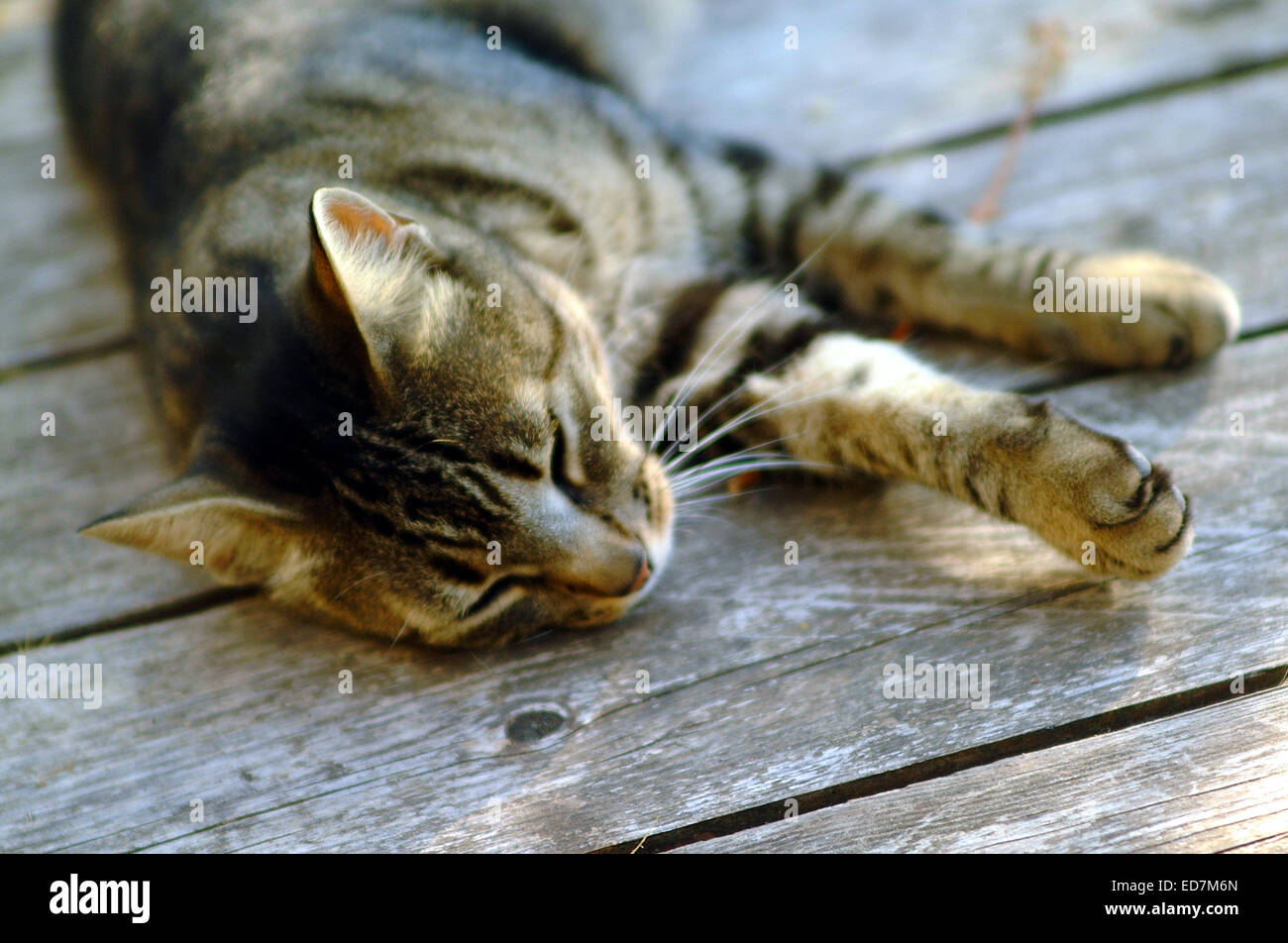 Katze, Katze, Porträt, schwarz, Tiere, Haustiere, ein Stockfoto