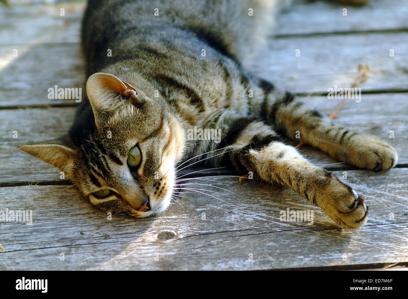 Katze, Katze, Porträt, schwarz, Tiere, Haustiere, ein Stockfoto
