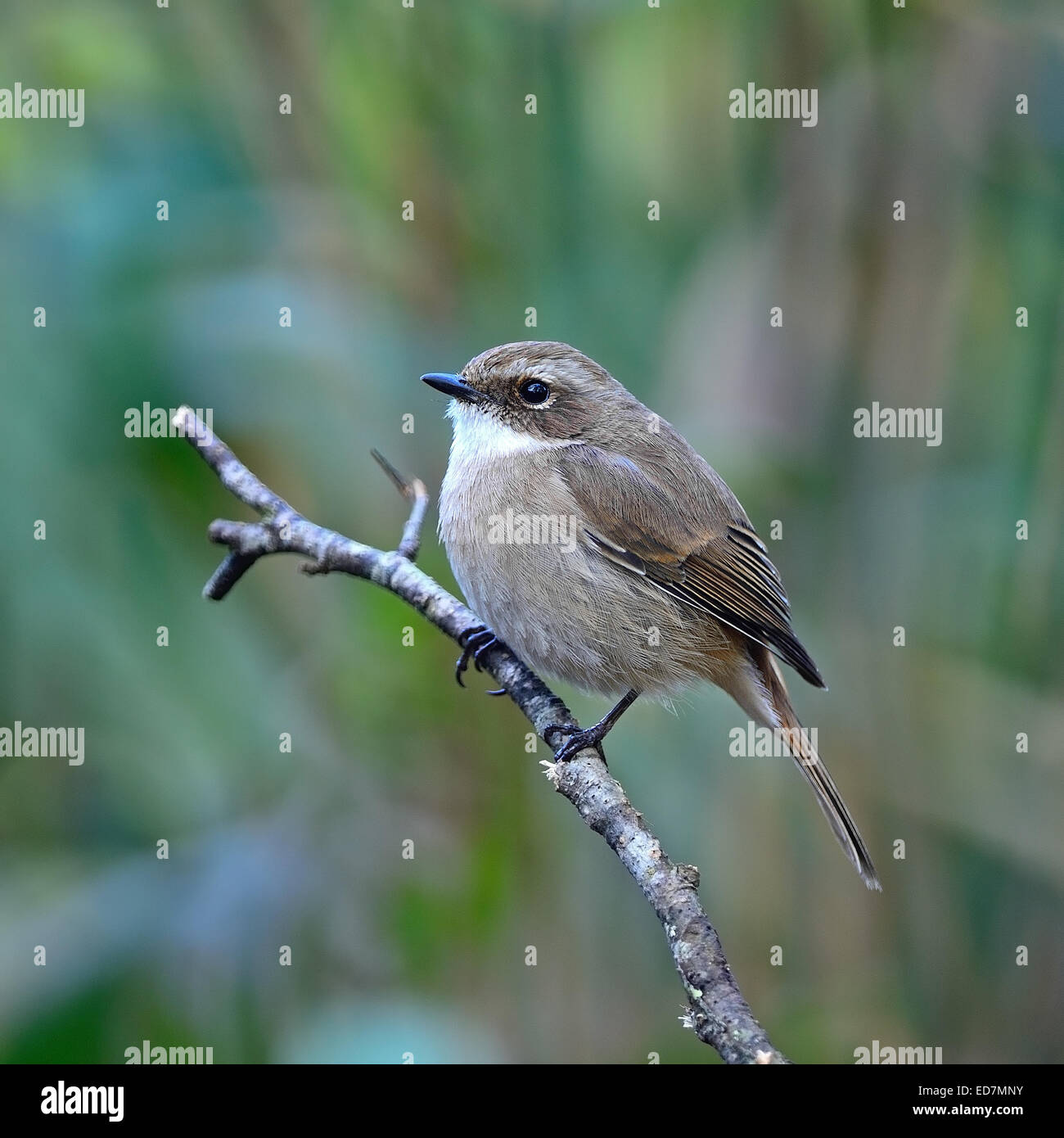 Schoner Grauer Vogel Weibliche Grau Bushchat Saxicola Ferreaus Stehend Auf Das Protokoll Seite Und Rucken Profil Stockfotografie Alamy