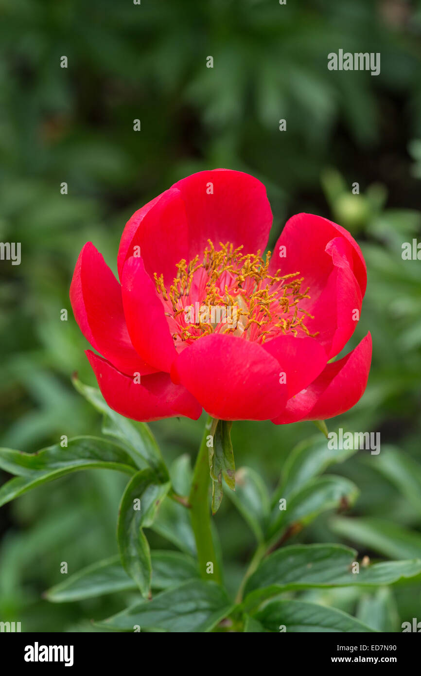 Paeonia Peregrina Otto Froebel Stockfoto