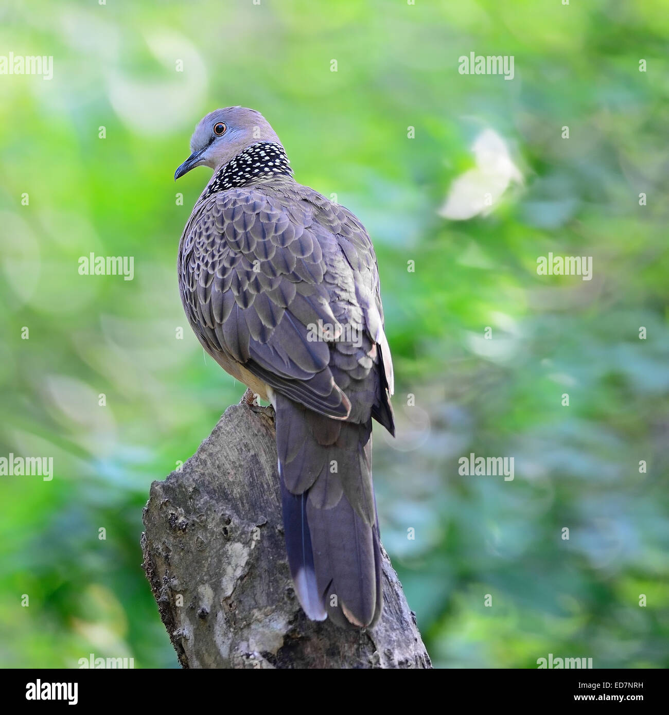 Taube (Streptopelia Chinensis), hocken auf dem Baumstamm entdeckt Profil zurück Stockfoto