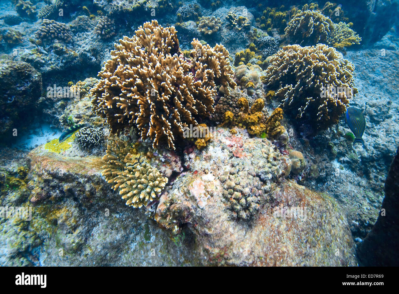 Coral Reef unter Andamanensee im Sommer bei Similan Island Nationalpark Thailand Stockfoto