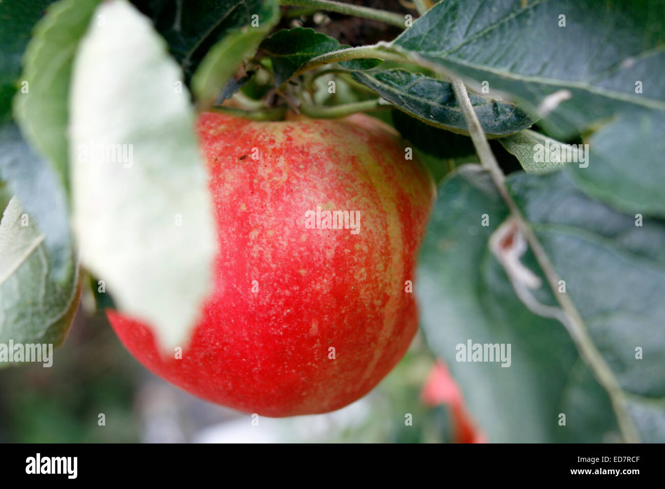 Worcester Pearmain Malus Domestica stammt aus: Worcester, England, Vereinigtes Königreich, eingeführt: der 1870er Jahre, entwickelt von: Herr Hale Stockfoto