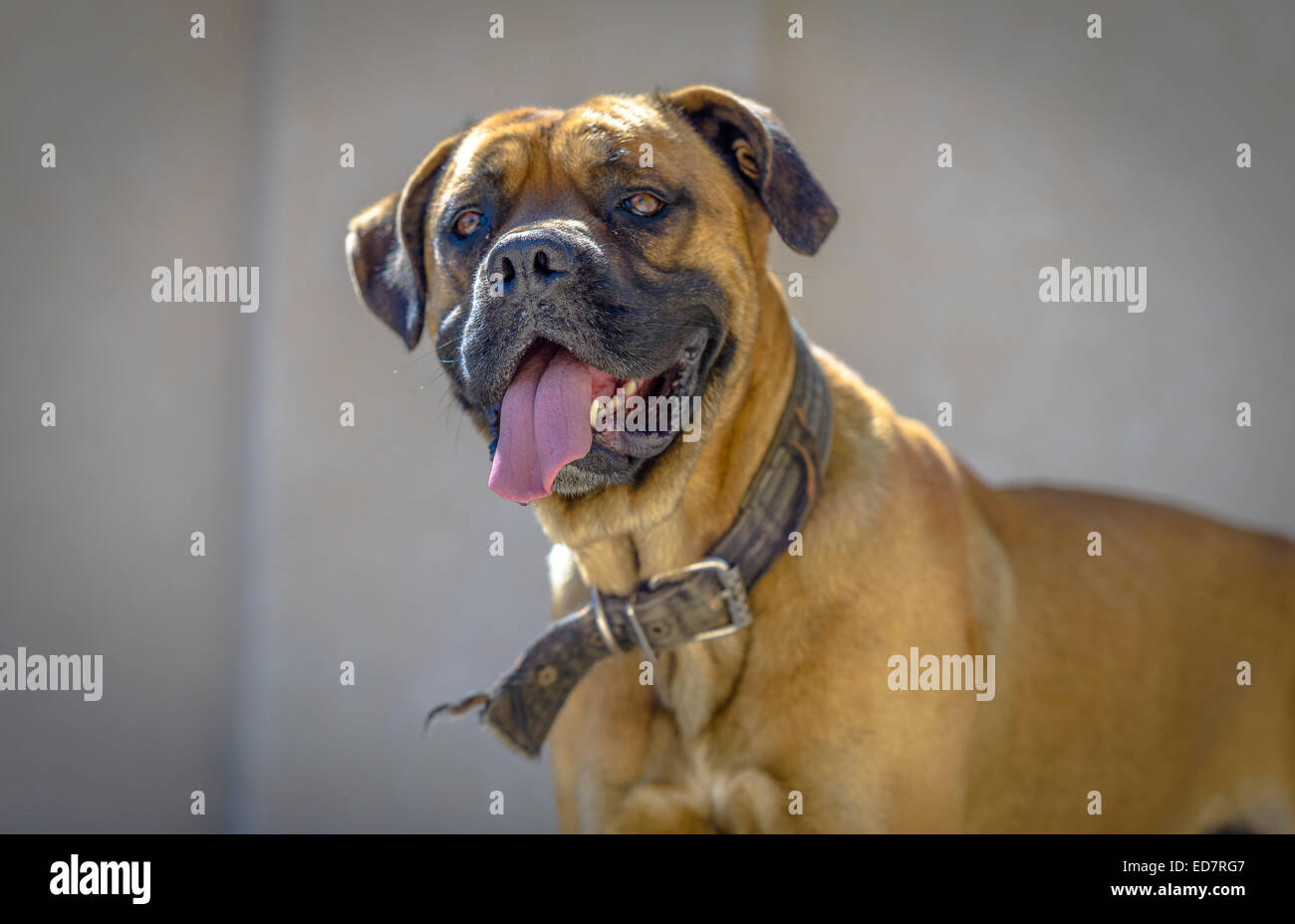 Boxer-Profil mit Zunge heraus. Stockfoto