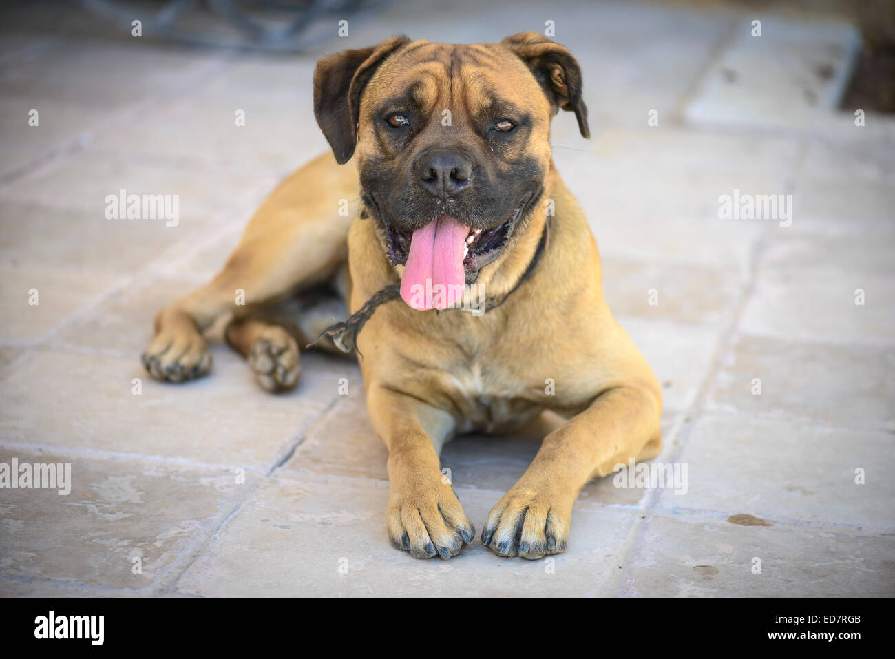 Boxer-Profil in die Kamera schaut. Stockfoto