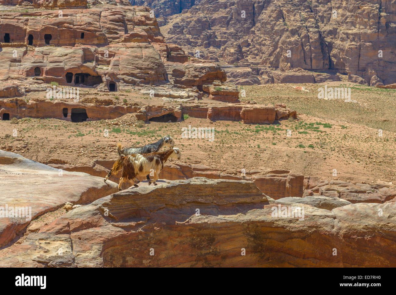 Ziegen in Petra, Jordanien steht auf einer Klippe. Stockfoto