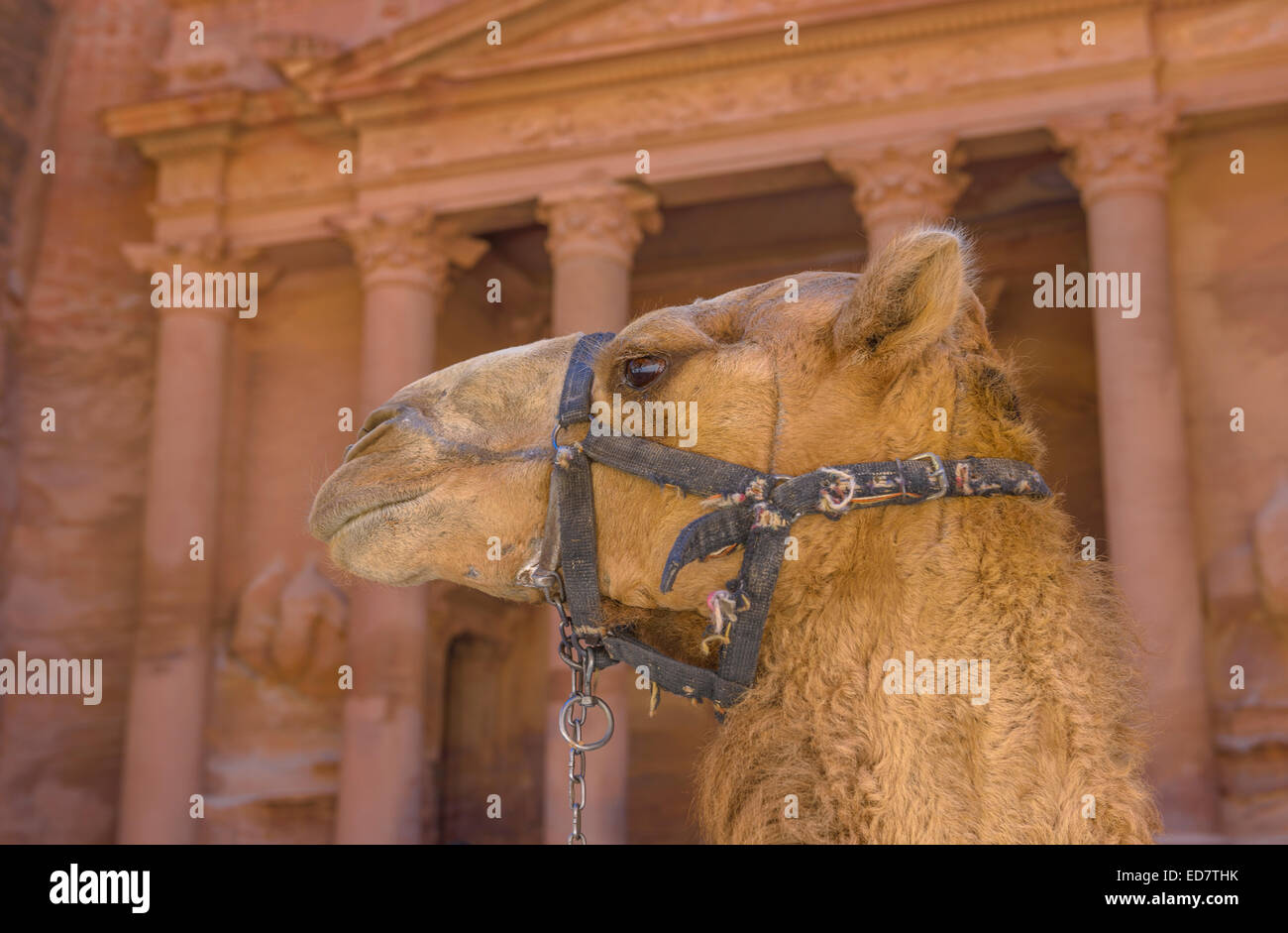 Kamel in Petra mit Treasury im Hintergrund. Stockfoto