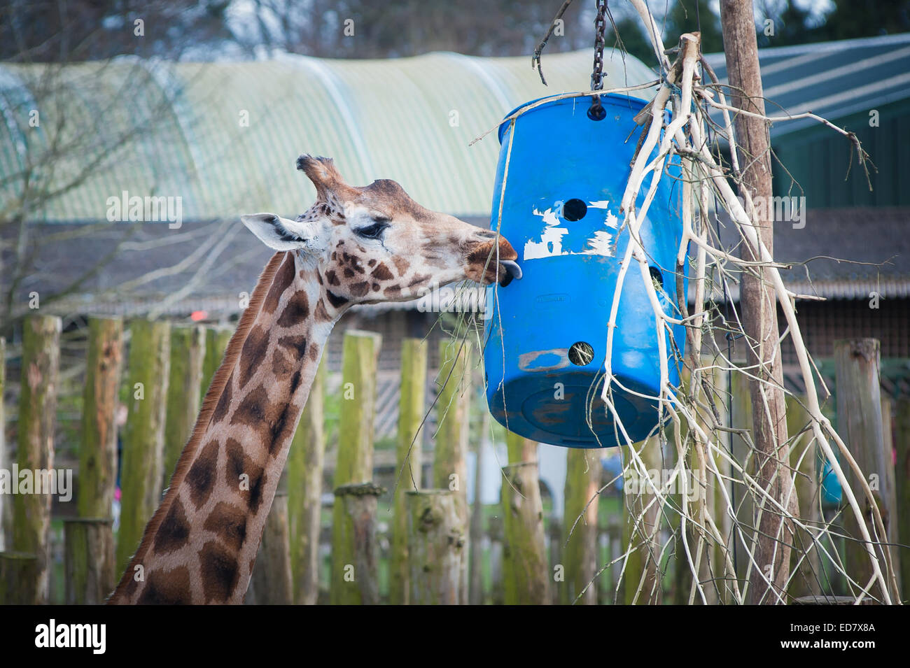 Giraffe füttern im Safari-park Stockfoto