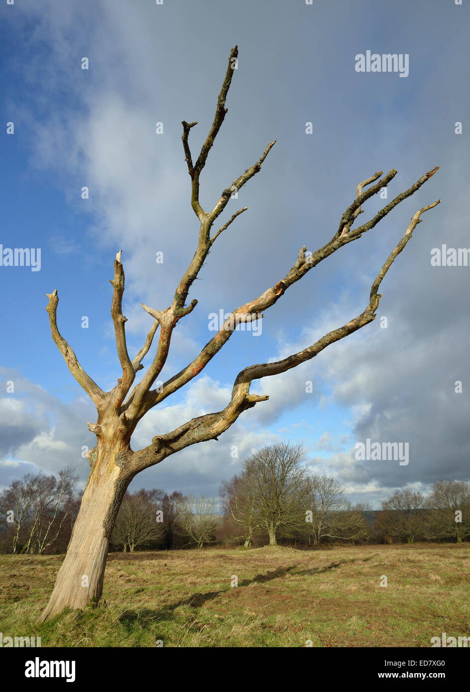 Tot windgepeitschten Baum auf Mendip Hills Stockfoto