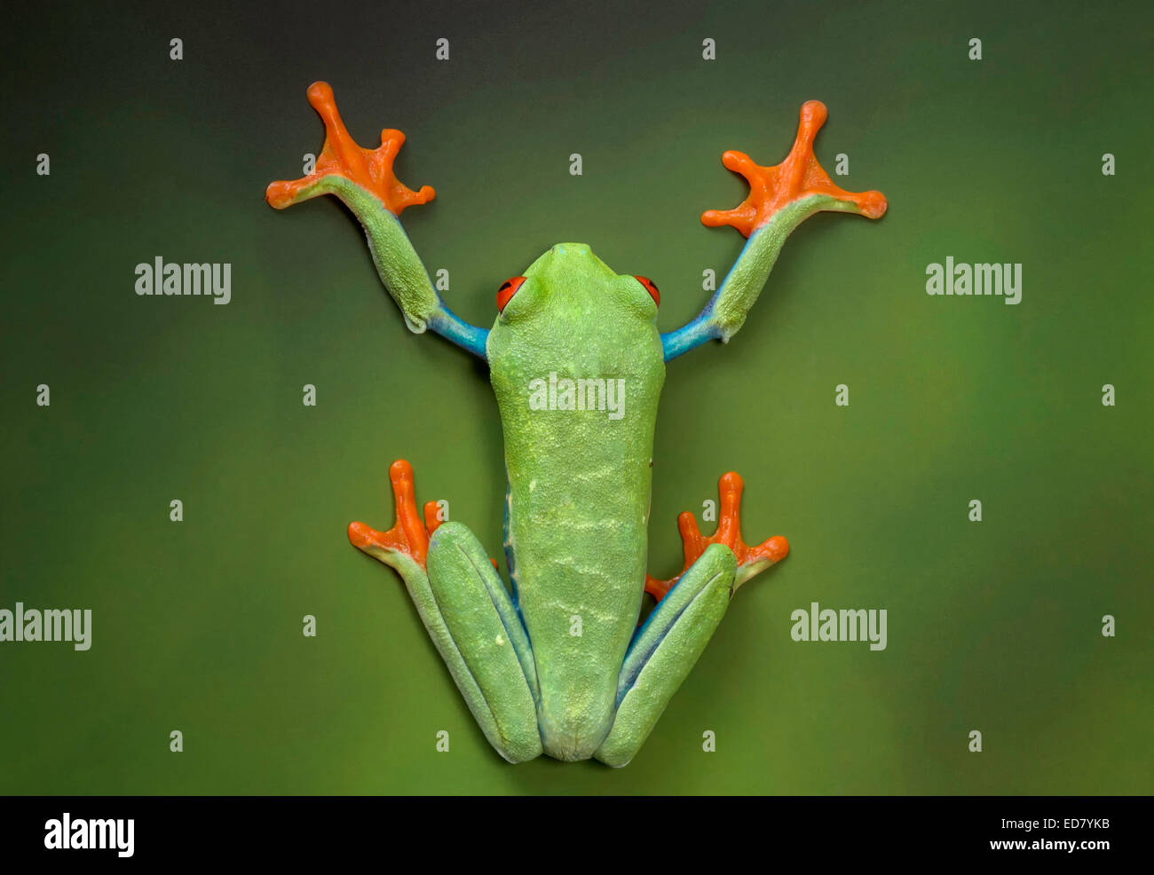 Rotäugigen Baumfrosch porträtiert abgeflacht gegen eine Wand grün Stockfoto