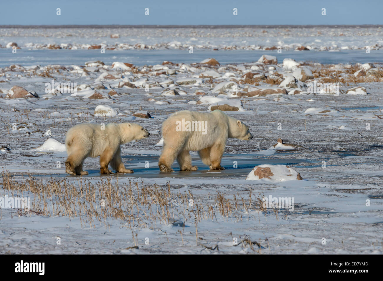 Eisbär-Mutter mit Jungtier zu Fuß auf tundra Stockfoto