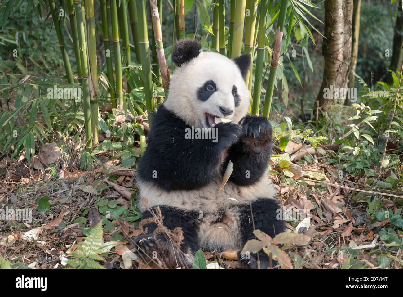 Junge Giant Panda Bambus im Wald zu essen Stockfoto