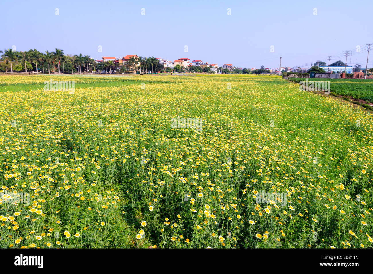 Reisfeldterrassen in Vietnam Stockfoto