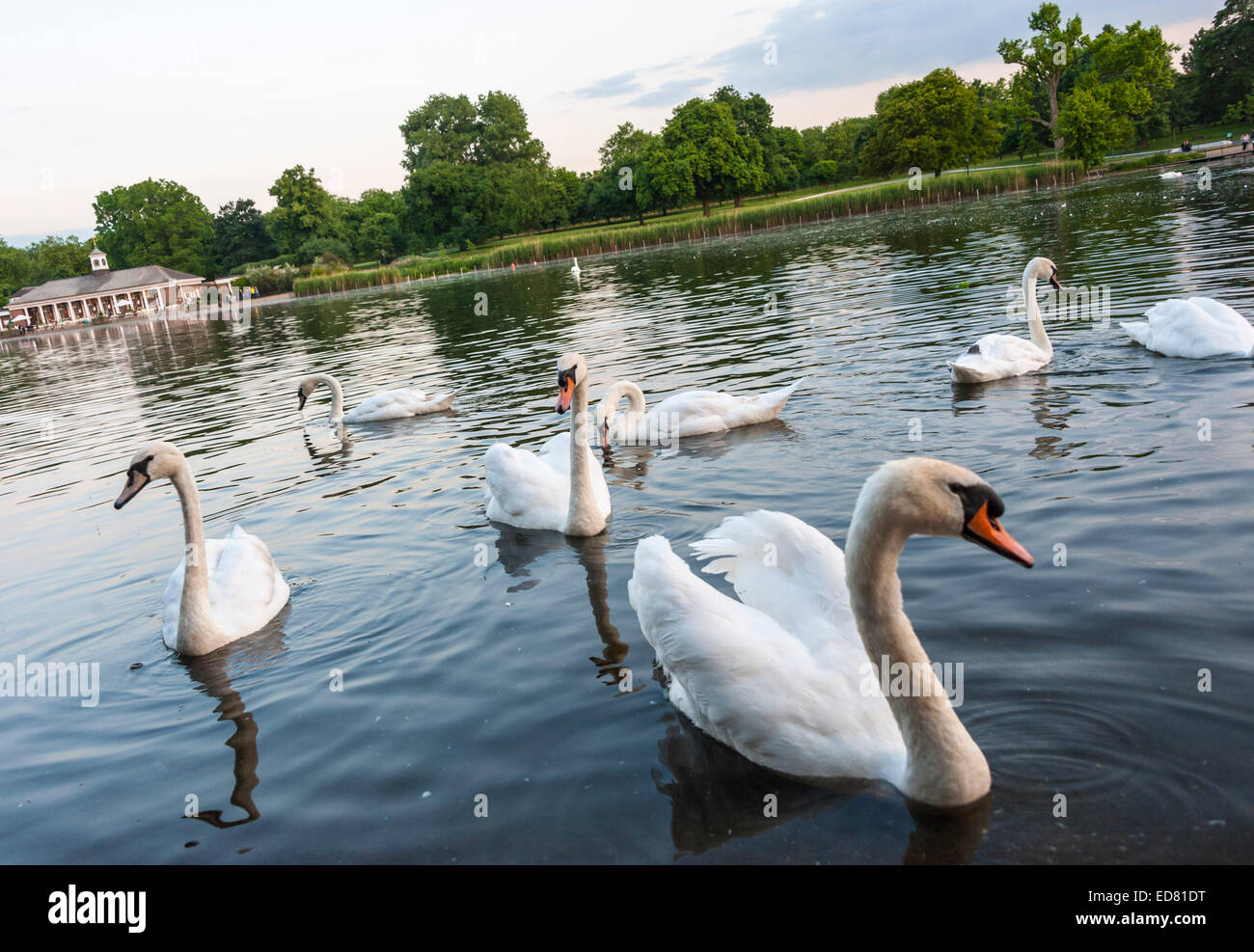 weiße Schwäne serpentine See London Gruppe von Schwänen strömten zusammen Stockfoto