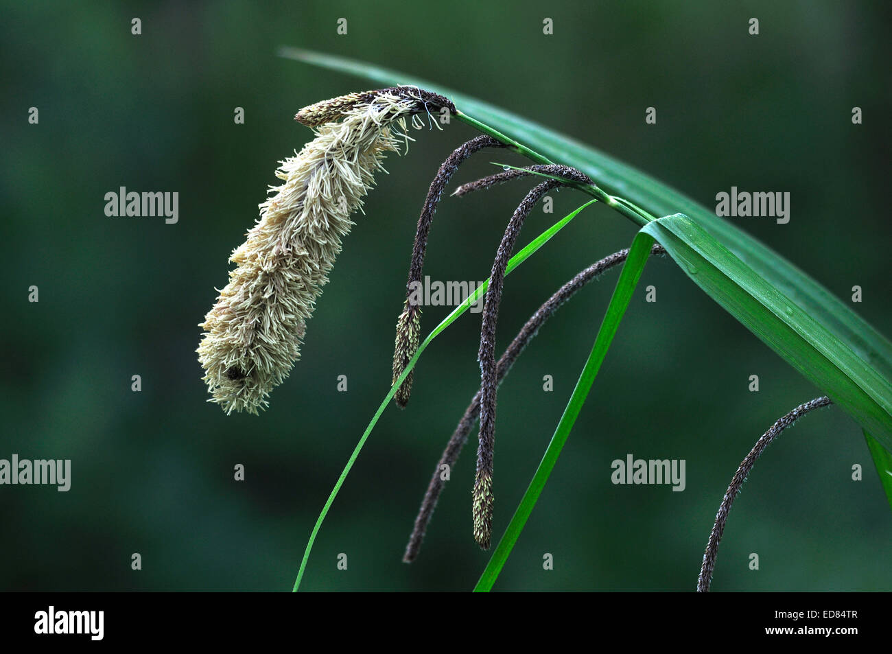 Hängende Segge UK Stockfoto