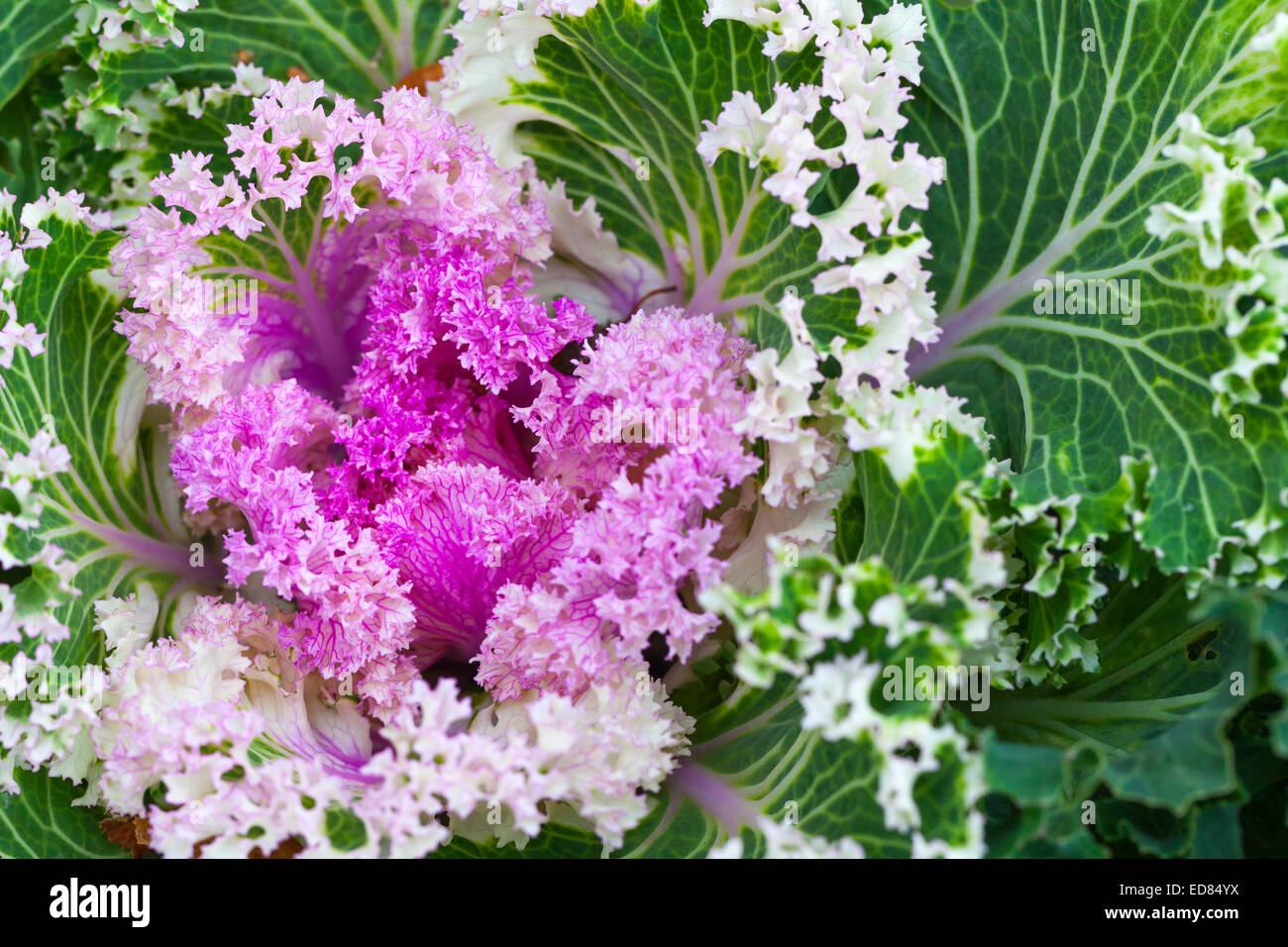 Rosa dekorative Kohl, Nahaufnahme Foto mit selektiven Fokus Stockfoto