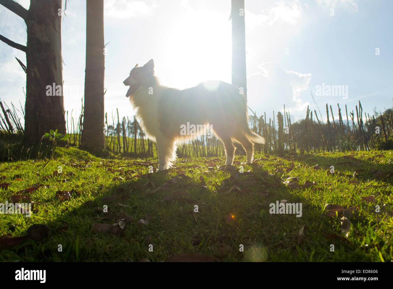 Collie Hund Hintergrundbeleuchtung Stockfoto