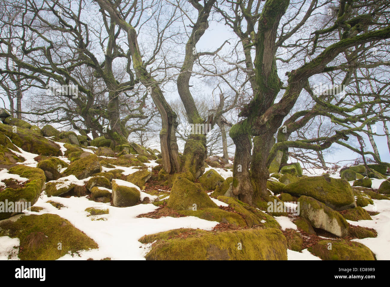 Alten Wald im Winter Padley Schlucht Stockfoto