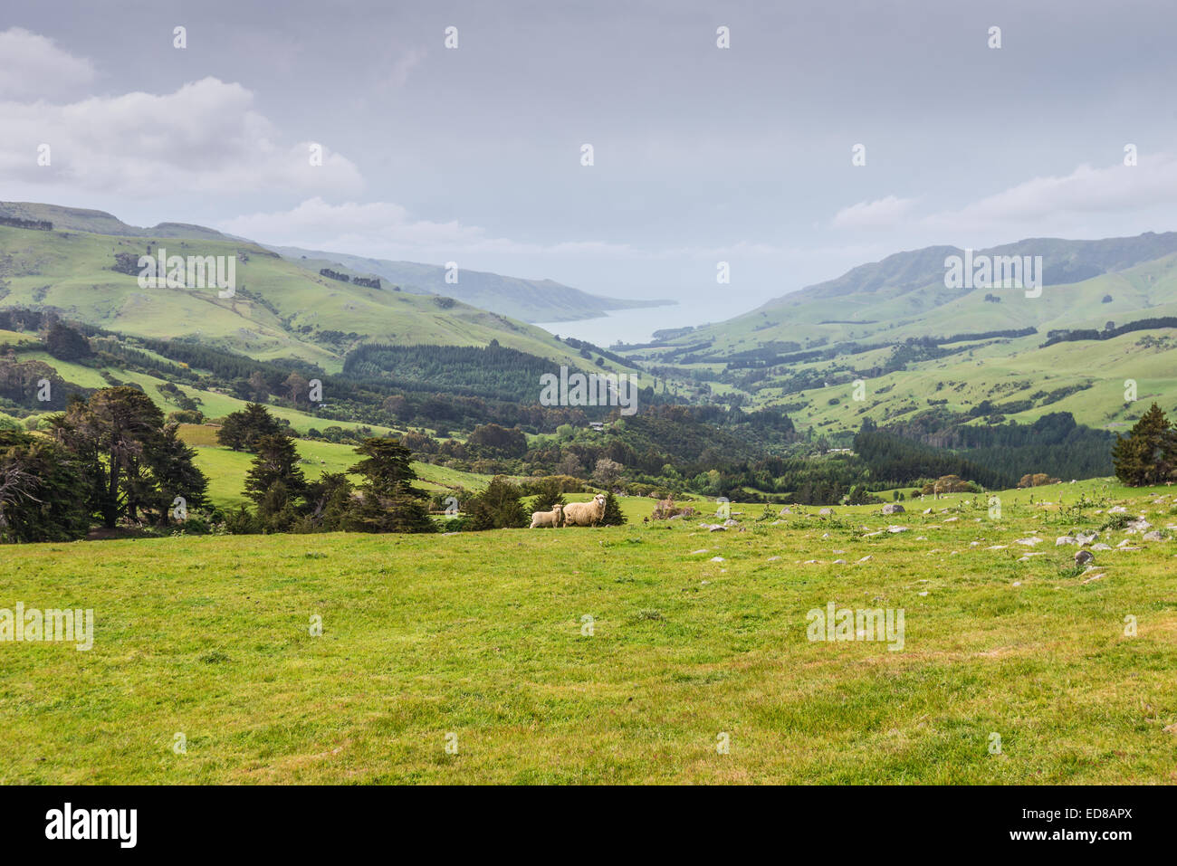 Zwei Lämmer Weiden auf den malerischen neuseeländischen Landschaft Hintergrund Stockfoto