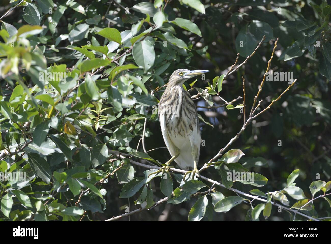 Reiher, Ranganthittu Bird Sanctuary, Indien Stockfoto