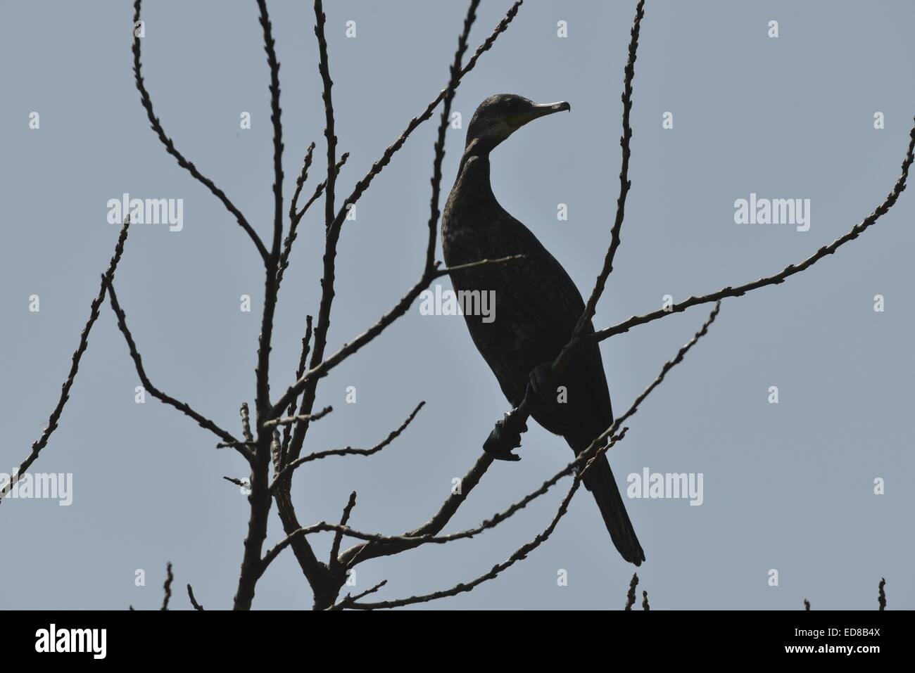 Kormoran, Ranganthittu Bird Sanctuary, Indien Stockfoto