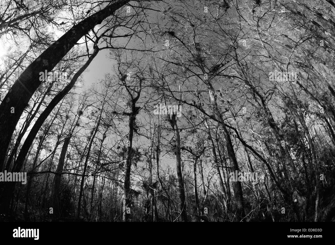 Waldboden im Big Cypress Preserve nachschlagen Stockfoto