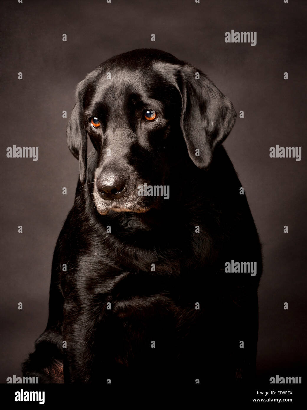 Nachdenklich, schüchtern, schwarzer Labrador.  Porträt in einem schwarzen Studio-Hintergrund. Stockfoto