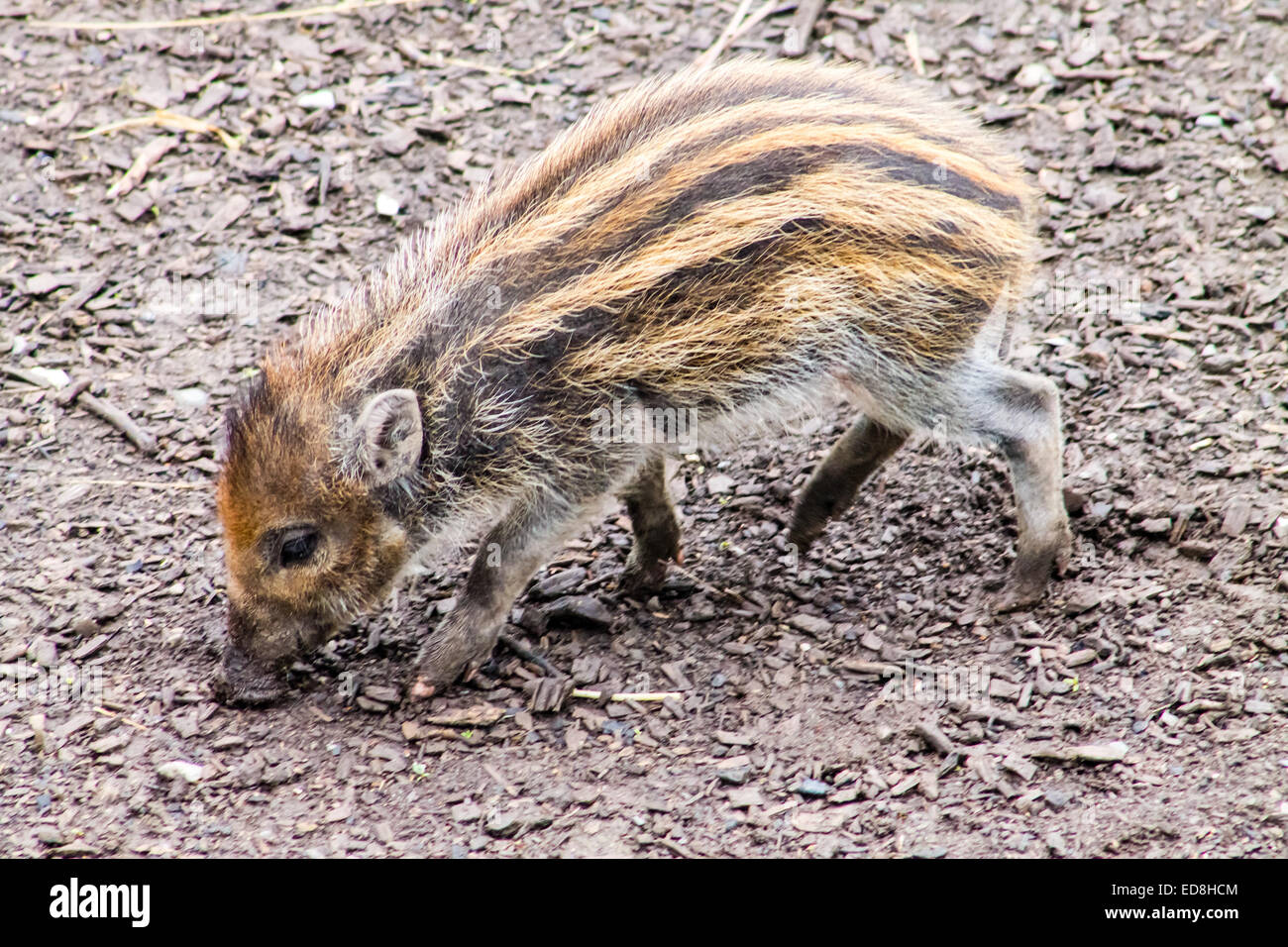 Junge und kleine Visayan warzige Ferkel, den Boden zu schnüffeln. Stockfoto