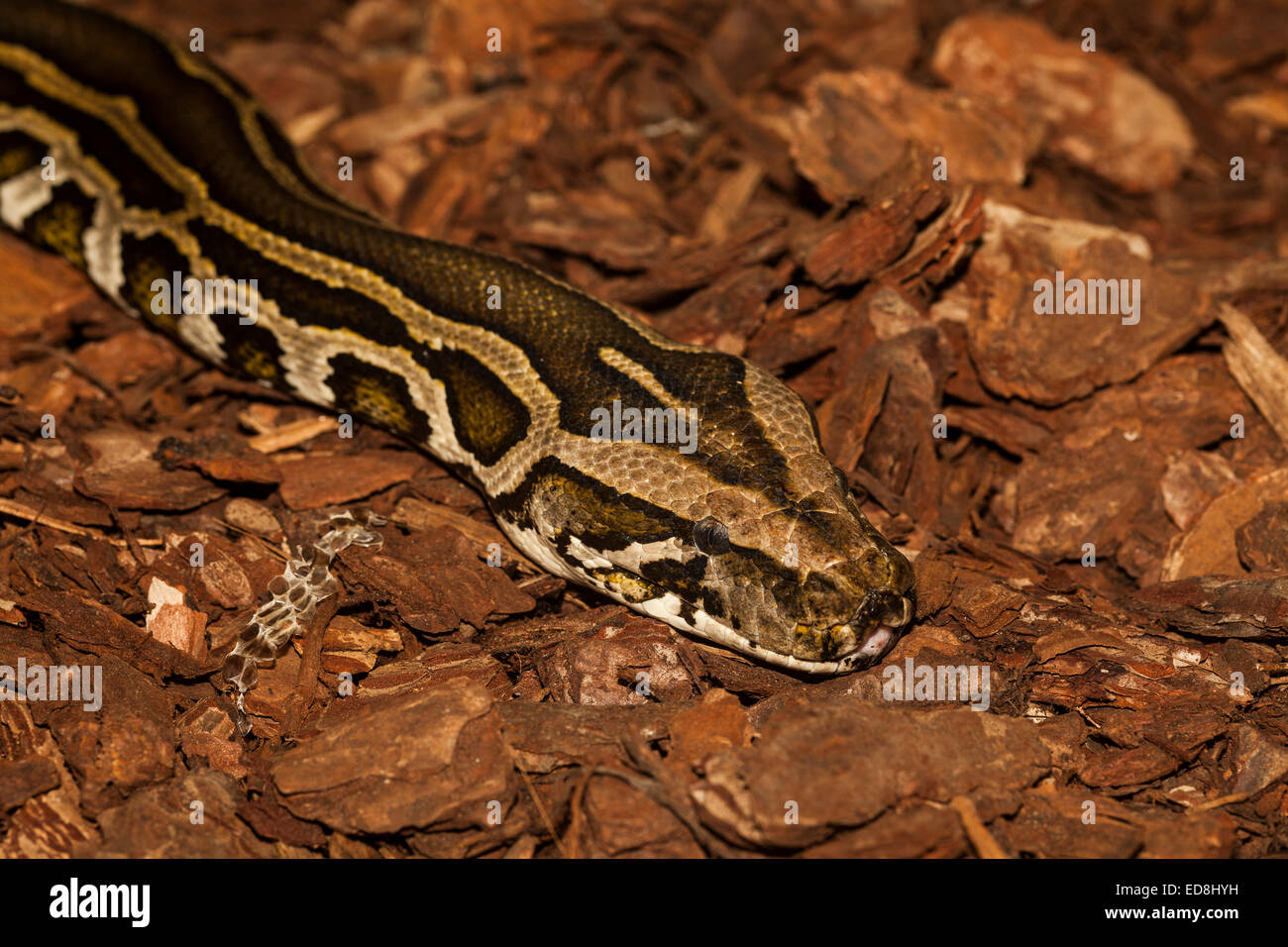 Burmesischen Python, Python Bivittatus aka Python aus einheimischen Süd-Ost-Asien Stockfoto