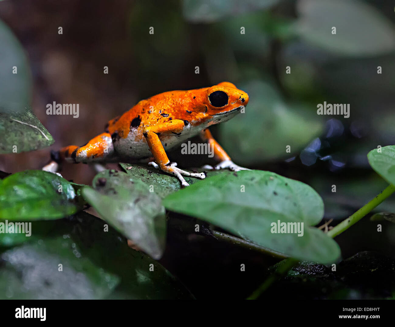 Strawberry poison Frog, Oophaga Pumilio, Südamerika Stockfoto