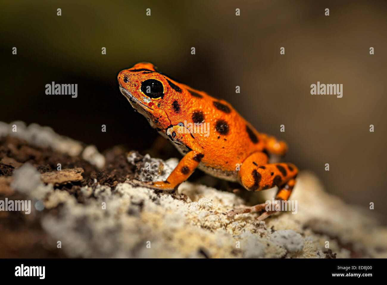 Strawberry poison Frog, Oophaga Pumilio, Südamerika Stockfoto