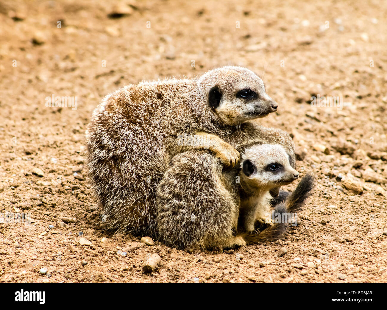 Erwachsenen Erdmännchen (Suricata Suricatta) und Jungtiere. Stockfoto