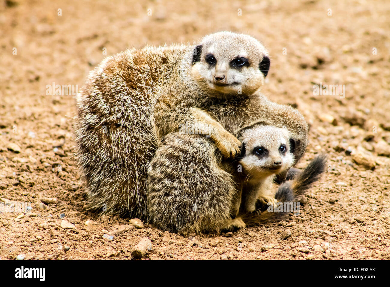Erwachsenen Erdmännchen (Suricata Suricatta) und Jungtiere. Stockfoto