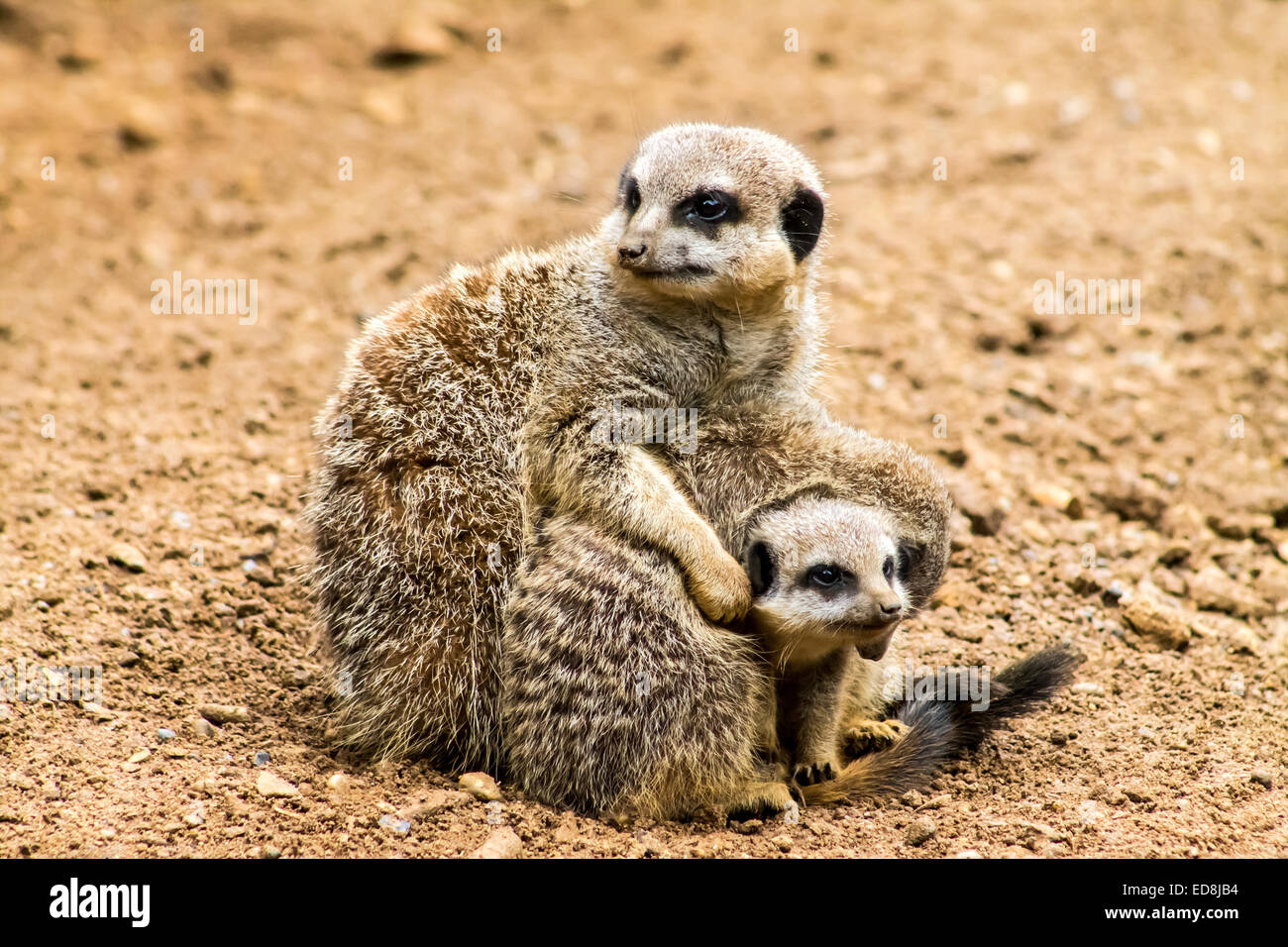 Erwachsenen Erdmännchen (Suricata Suricatta) und Jungtiere. Stockfoto