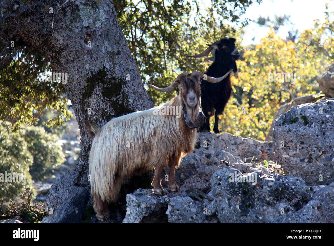 Trittsichere kretische Bergziegen sind neugierig Kreaturen und mit Glocken ausgestattet, die Herde machen einen Wohlklang, sobald er sich Stockfoto