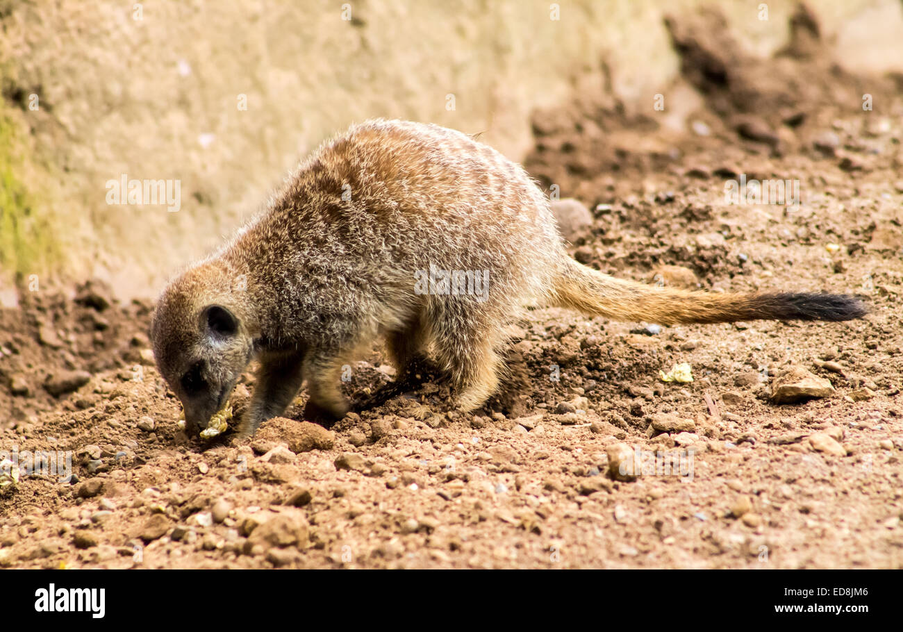 Erwachsenen Erdmännchen (Suricata Suricatta), Nahrung aus dem Boden zu graben. Stockfoto