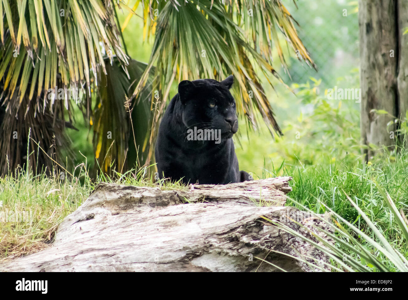 Black Panther, ruht unter der Palme. Frontprofil. Stockfoto